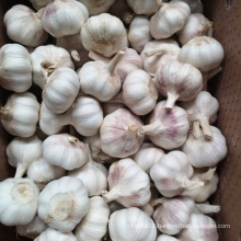 Best quality bulk pure fresh normal white garlic